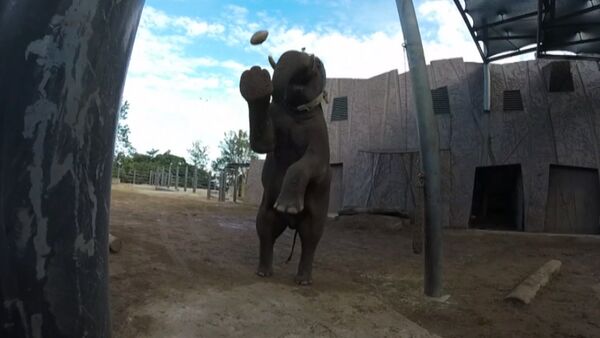 Слон из зоопарка в Сиднее отфутболил мяч для регби и снял удар на камеру - Sputnik Кыргызстан