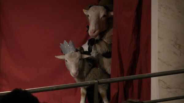 Блеяние ягнят: овцы сыграли Король Лир; на сцене театра в Лондоне - Sputnik Кыргызстан