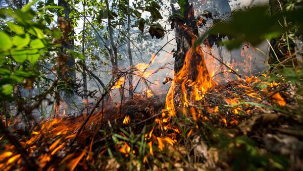 Лесной пожар в Шимановском районе Амурской области. Архивное фото - Sputnik Кыргызстан