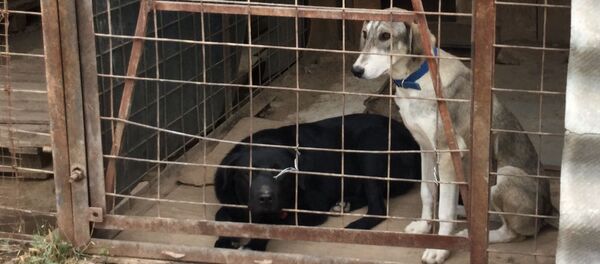 Собаки в клетке. Архивное фото - Sputnik Кыргызстан