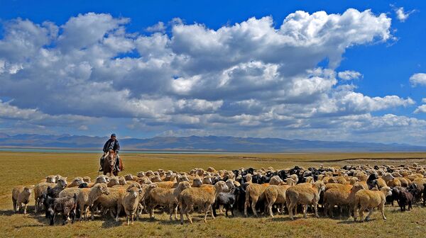 Пастух пасет овец. Архивное фото - Sputnik Кыргызстан