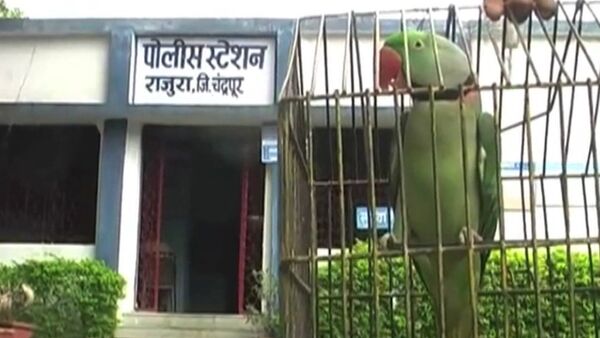 Арест попугая, или За что полиция Индии забрала в участок говорящую птицу - Sputnik Кыргызстан