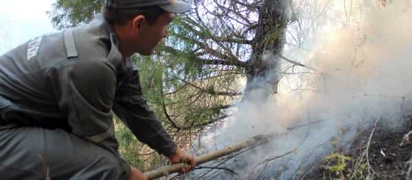 Токойдогу отту өчүрүү. Архив Токойдогу отту өчүрүү. Архив - Sputnik Кыргызстан