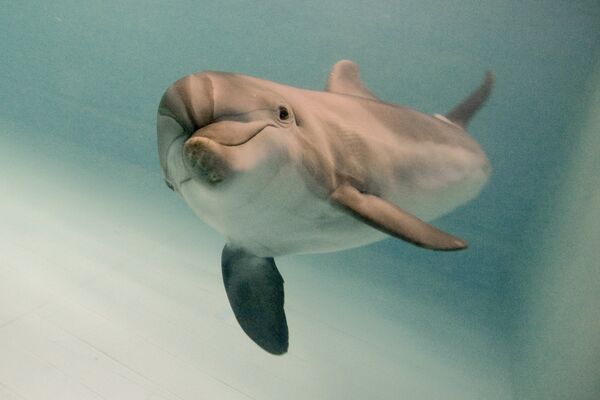 Дельфин-афалина. Архивное фото - Sputnik Кыргызстан