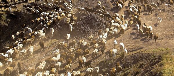 Пастухи с овцами. Архивное фото - Sputnik Кыргызстан