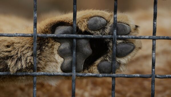 Лапа льва  в клетке. Архивное фото - Sputnik Кыргызстан