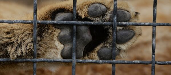 Лапа льва  в клетке. Архивное фото - Sputnik Кыргызстан