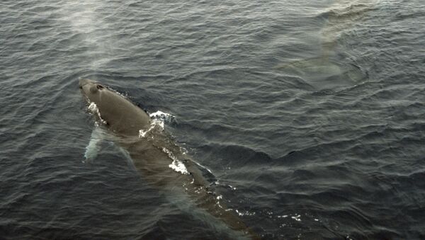 Малый полосатик или кит Минкеподнимается на поверхность для вдоха (рекадрирован). Архивное фото - Sputnik Кыргызстан