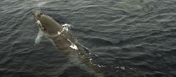 Малый полосатик или кит Минкеподнимается на поверхность для вдоха (рекадрирован). Архивное фото - Sputnik Кыргызстан