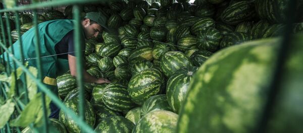 Арбузы. Архивное фото - Sputnik Кыргызстан