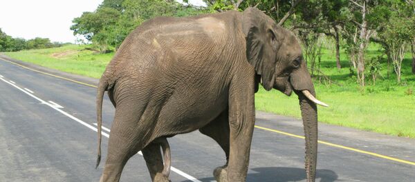Слон в национальном парке. Архивное фото - Sputnik Кыргызстан
