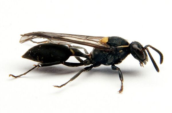Яд бразильской осы поможет побороть рак, заявили ученые - Sputnik Кыргызстан