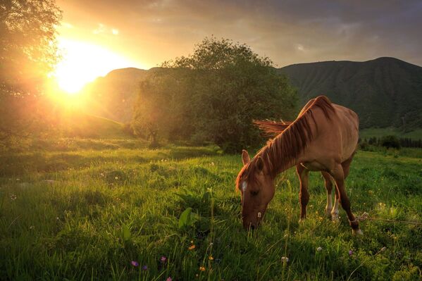 Целый год малаец путешествовал на лошадях и проникся трепетным отношением к животным - Sputnik Кыргызстан