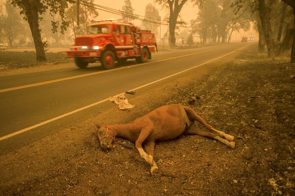 Лесные пожары в американском штате Калифорния. Архивное фото - Sputnik Кыргызстан