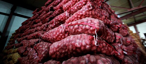 Урожай картофеля. Архивное фото - Sputnik Кыргызстан