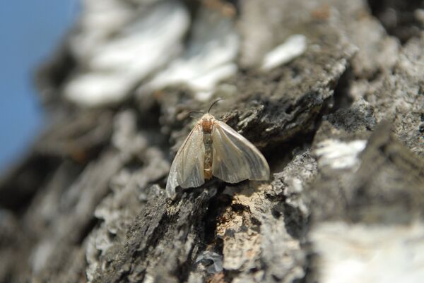 Бабочка шелкопряда. Архивное фото - Sputnik Кыргызстан