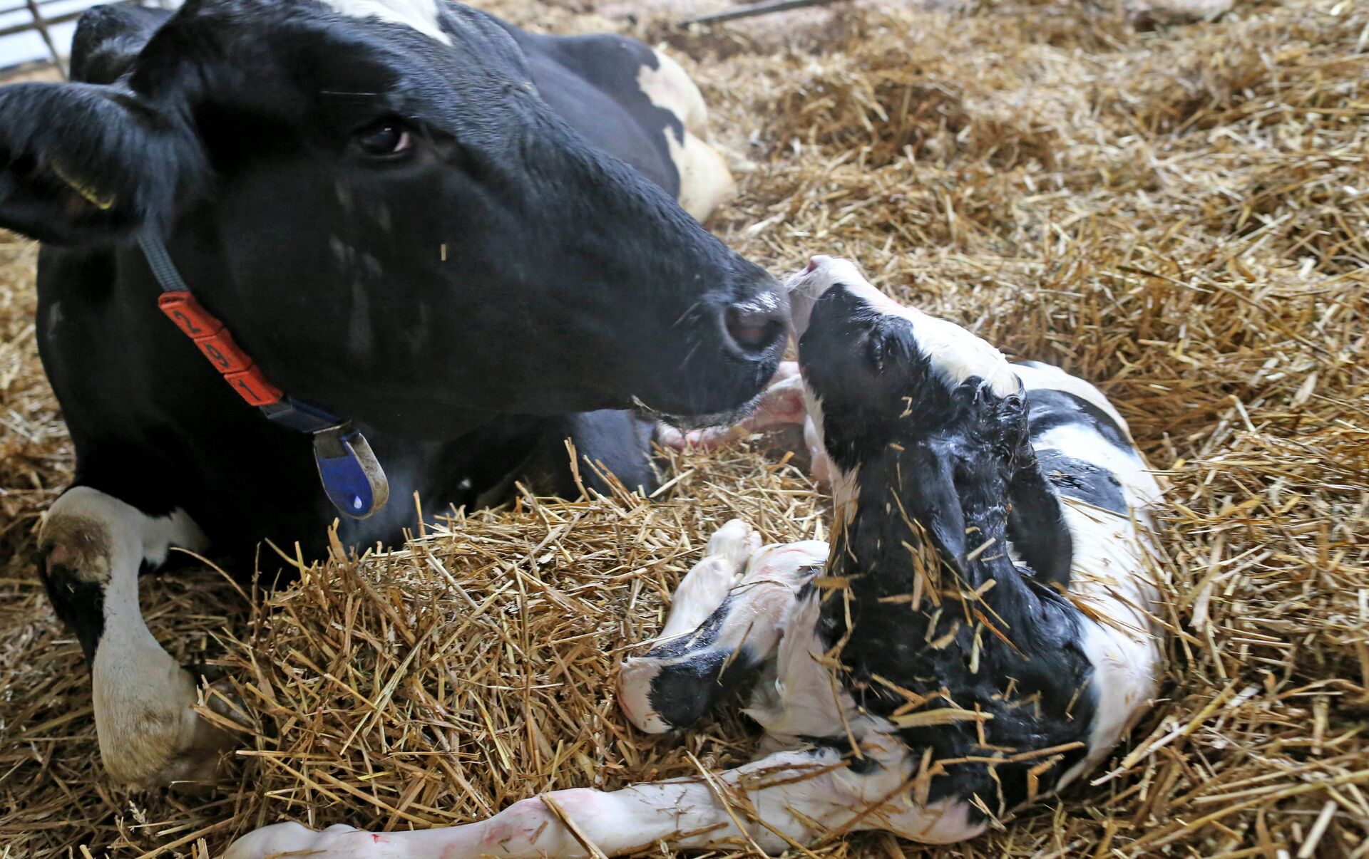 Какие рождаются телята. Родовспоможение у коров.