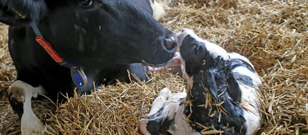 Уй музоосу менен. Архив - Sputnik Кыргызстан