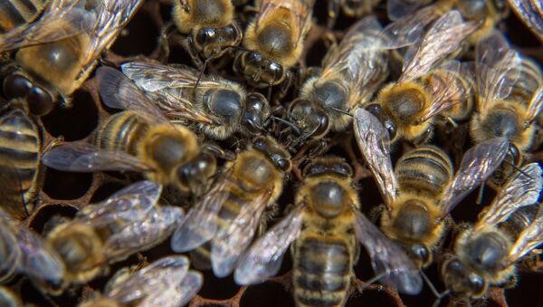 Пчелы на пасеке. Архивное фото - Sputnik Кыргызстан