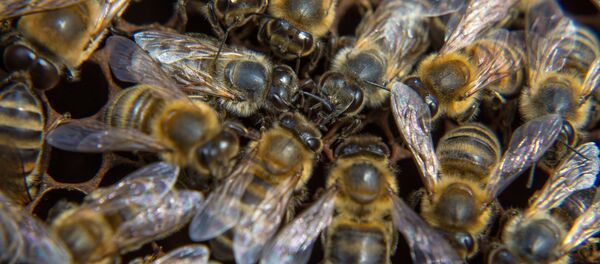 Пчелы на пасеке. Архивное фото - Sputnik Кыргызстан