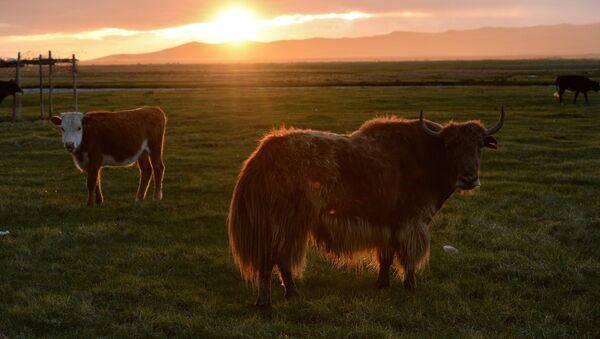 Корова и як. Архивное фото - Sputnik Кыргызстан