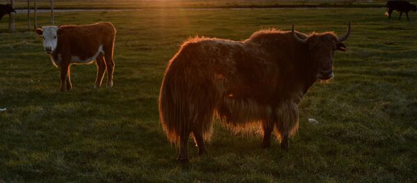 Корова и як на пастбище. Архивное фото - Sputnik Кыргызстан
