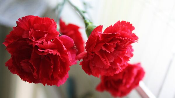 Гвоздика. Архив - Sputnik Кыргызстан