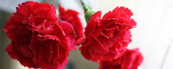 Гвоздика гүлү. Архив - Sputnik Кыргызстан