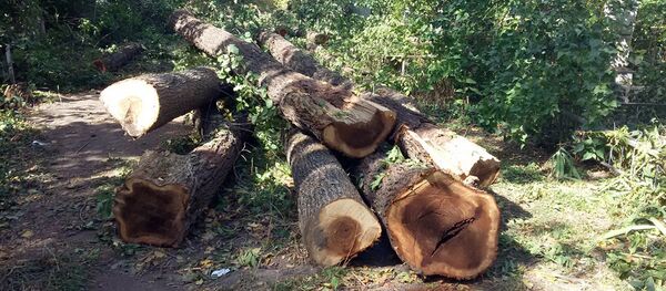 Вырубленные карагачи. - Sputnik Кыргызстан