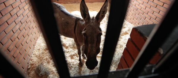 Сарайда камалган эшек. Архив - Sputnik Кыргызстан