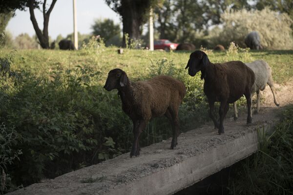 Выгон овец на пастбище. Архивное фото - Sputnik Кыргызстан
