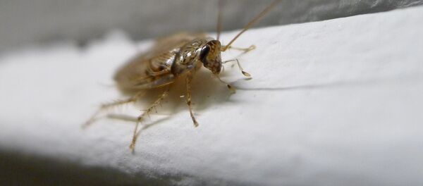 Таракана-шпиона создали в Калининграде - Sputnik Кыргызстан