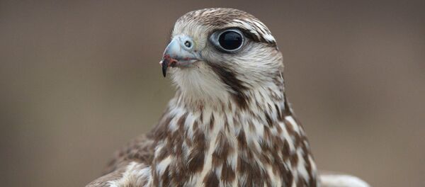 Сокол. Архивное фото Сокол. Архивное фото - Sputnik Кыргызстан