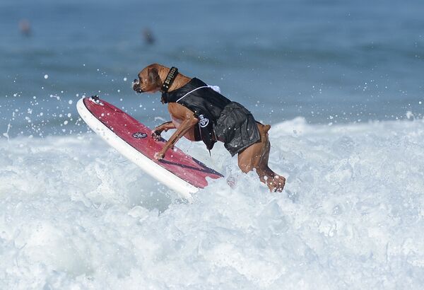 Серфер иттер Тынч океандын жээгинде жыл сайын өтүүчү Surf City Surf Dog таймашында (Хантингтон-Бич шаары, Калифорния, АКШ). - Sputnik Кыргызстан