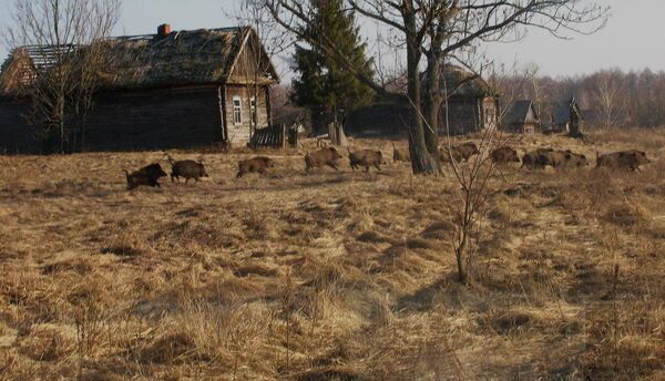 Кабаны на территории зоны отчуждения вокруг Чернобыльской АЭС - Sputnik Кыргызстан