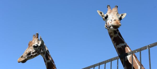 Жирафтар. Архив - Sputnik Кыргызстан