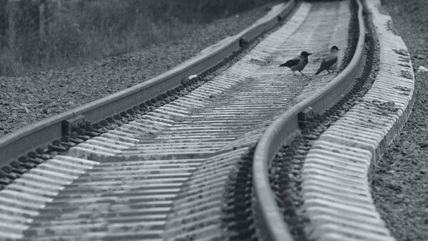 Птицы на рельсах железной дороги. Архивное фото - Sputnik Кыргызстан
