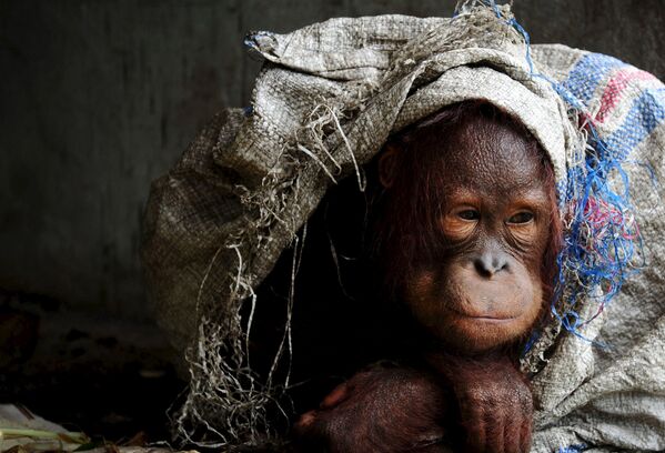 Этот орангутанг живет как домашнее животное в одной из деревень индонезийской провинции Западный Калимантан. Сотрудники местного природоохранного ведомства не смогли забрать его у владельца, чтобы перевезти в специальный центр. - Sputnik Кыргызстан