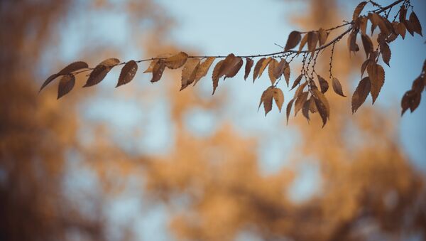 Пожелтевшие листья. Архивное фото - Sputnik Кыргызстан