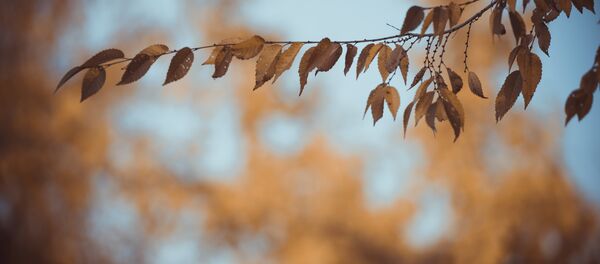 Жалбырактар. Архив - Sputnik Кыргызстан