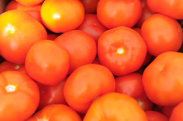 Урожай помидоров. Архивное фото - Sputnik Кыргызстан