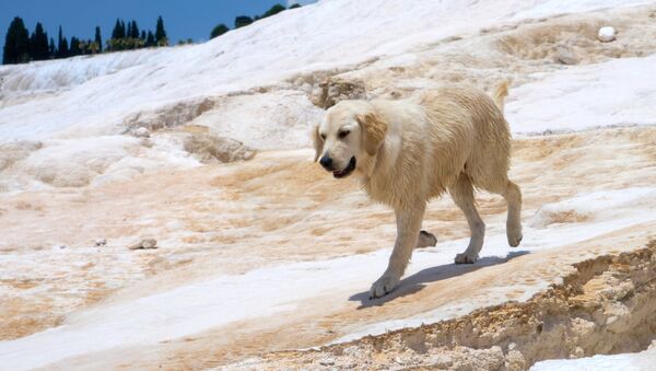 Собака породы лабрадор. Архивное фото - Sputnik Кыргызстан