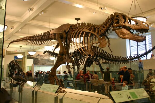 Скелет тираннозавра в музее. Архивное фото - Sputnik Кыргызстан