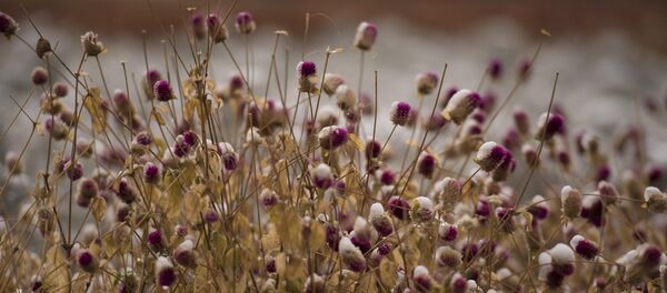 Розы, пальто и первые снежки — ноябрьский день в Бишкеке - Sputnik Кыргызстан