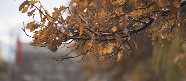 Розы, пальто и первые снежки — ноябрьский день в Бишкеке - Sputnik Кыргызстан