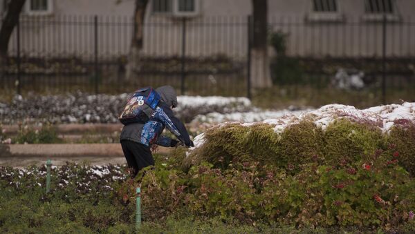 Роза, пальто жана алгачкы кар — Бишкекте ноябрь күнү - Sputnik Кыргызстан