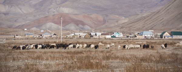 Жайыттагы койлор. Архив - Sputnik Кыргызстан