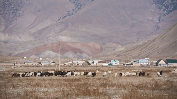 Овцы на пастбище. Архивное фото - Sputnik Кыргызстан