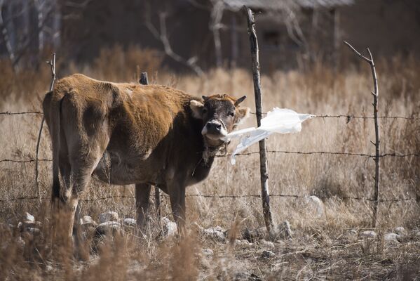 В регионе 990 тысяч овец и коз, 142 тысячи голов крупного рогатого скота… - Sputnik Кыргызстан