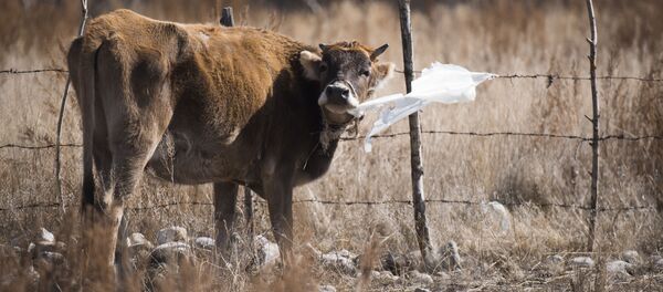 Корова на огороде. Архивное фото - Sputnik Кыргызстан